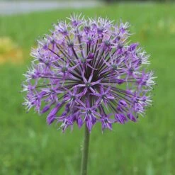 Deer & Rodent Resistant Bulb Collection -High Country Gardens Shop violet beauty alium cropped