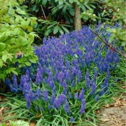 Grape Hyacinth -High Country Gardens Shop visi07653 muscari armeniacum cropped