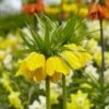 Yellow Crown Imperial -High Country Gardens Shop visi125414 fritillaria lutea cropped
