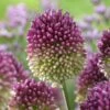 Drumstick Allium 11 Drumstick Allium -High Country Gardens Shop visi135464 drumstick cropped