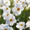 The Poet's Daffodil -High Country Gardens Shop visi138679 narcissus actaea cropped