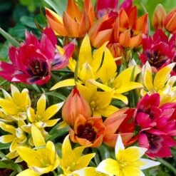 Wildflower Tulip Mix 7 Wildflower Tulip Mix -High Country Gardens Shop visi16697 wildflower tulip mix cropped