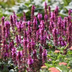 Rose Marvel Salvia -High Country Gardens Shop visi183262 salvia rose marvel sq