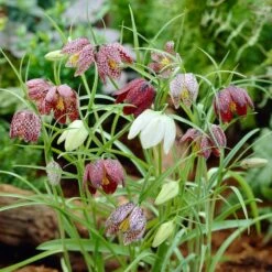 Snake's Head Fritillary -High Country Gardens Shop visi26883 fritillaria meleagris0cropped