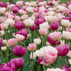 Double Late Tulip Mix -High Country Gardens Shop visi34695 double late tulip mix cropped