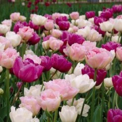 Double Late Tulip Mix -High Country Gardens Shop visi34696 double late tulip mix cropped
