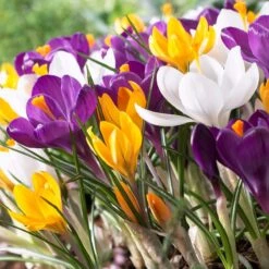 Dutch Crocus Mix -High Country Gardens Shop visi50589 dutch crocus mix cropped
