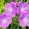 Vision® Violet Geranium 13 Vision® Violet Geranium -High Country Gardens Shop vision violet geranium close up