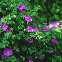 Vision® Violet Geranium -High Country Gardens Shop vision violet geranium sq 1