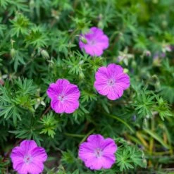 Vision® Violet Geranium -High Country Gardens Shop vision violet geranium sq 1 1