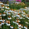 PowWow® White Echinacea -High Country Gardens Shop walers gardens echinacea powwow white