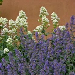 Walker's Low Nepeta -High Country Gardens Shop walkers low nepta pollinator 1
