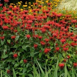 Jacob Cline Bee Balm -High Country Gardens Shop walters gardens monarda jacob cline cropped 1 1 1