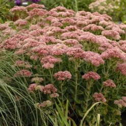 August Afternoons Pre-Planned Garden -High Country Gardens Shop walters gardens sedum autumn fire pink