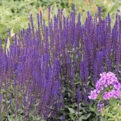 Caradonna Salvia -High Country Gardens Shop walters gardens salvia caradonna cropped 1