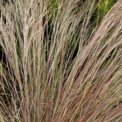 Prairie Blues Little Bluestem Grass -High Country Gardens Shop walters gardens schizachyrium prairie blues close up foliage cropped