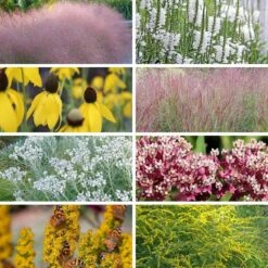 Watershed Wise Pre-Planned Garden 20 Watershed Wise Pre-Planned Garden -High Country Gardens Shop watershed wise collage8 26 25