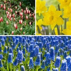 Waterwise Walkway Bulb Collection -High Country Gardens Shop waterwise walkway bulb coll 12 11 24