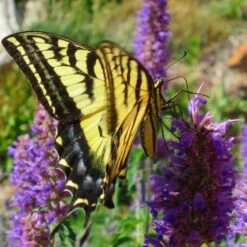 Blue Blazes Agastache -High Country Gardens Shop western swallowtail sipping agastache blue blazes 3