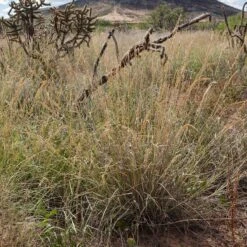 Western Trails Native Grass Seed Mix -High Country Gardens Shop western trails sideoats grama grass