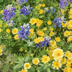 Western Xeriscape Wildflower Seed Mix -High Country Gardens Shop western xeriscape adobestock cropped