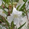 Hope Desert Willow -High Country Gardens Shop white chilopsis linearis hope