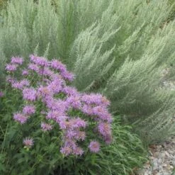 Wild Bergamot (Wichita Mountains Form) -High Country Gardens Shop wild bergamot artemisia filifoli