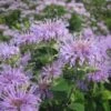 Wild Bergamot (Wichita Mountains Form) -High Country Gardens Shop wild bergamot wichita mountains 1