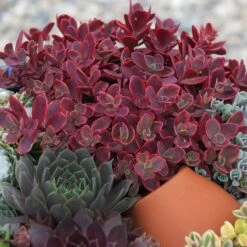SunSparkler® Sedum Collection -High Country Gardens Shop wildfire sq