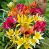 Rock Garden Bulb Collection -High Country Gardens Shop wildflower tulip mix