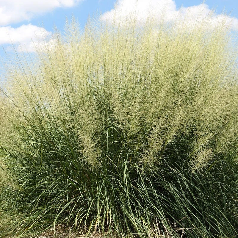 Windbreaker Giant Sacaton Grass 4 Windbreaker Giant Sacaton Grass - Image 4