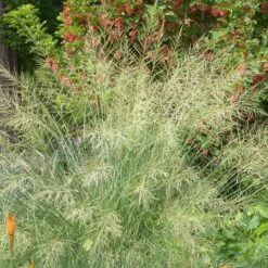 Windbreaker Giant Sacaton Grass 6 Windbreaker Giant Sacaton Grass -High Country Gardens Shop windbreaker sacaton sq2