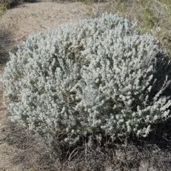 Winterfat -High Country Gardens Shop winterfat 3 sq