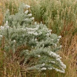 Winterfat -High Country Gardens Shop winterfat sq