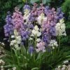 Wood Hyacinth Mix (Spanish Bluebells) 9 Wood Hyacinth Mix (Spanish Bluebells) -High Country Gardens Shop woodhyacinthmix 1