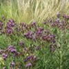 Woolly Ironweed (Vernonia) -High Country Gardens Shop woolly ironweed 1