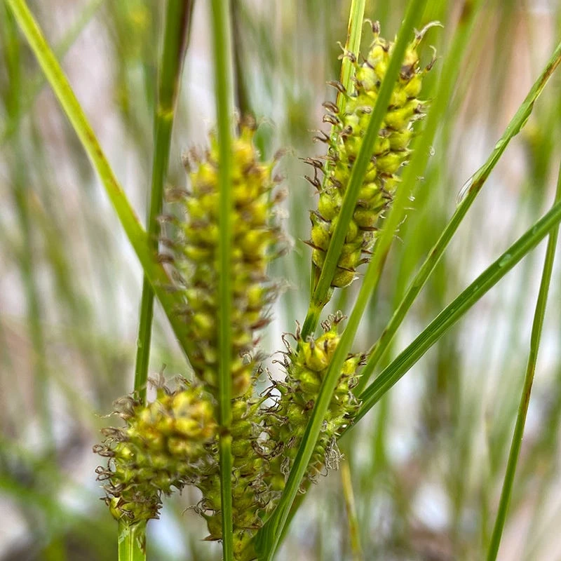 Woolly Sedge 2 Woolly Sedge - Image 2