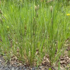 Woolly Sedge 6 Woolly Sedge -High Country Gardens Shop woolly sedge sq1