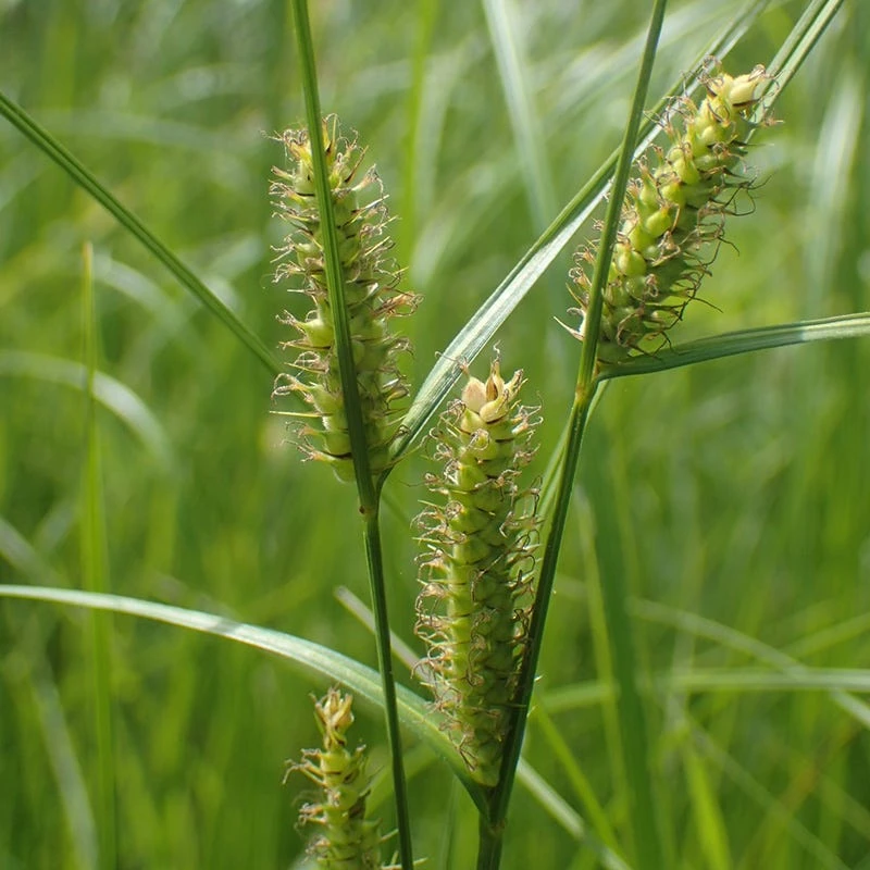 Woolly Sedge 1 Woolly Sedge