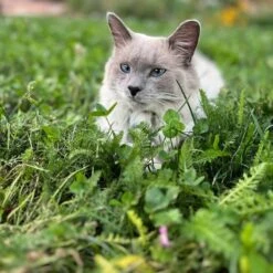 Xeriscape Clover Lawn Seed Mix 8 Xeriscape Clover Lawn Seed Mix -High Country Gardens Shop xeriscape clover pr cat