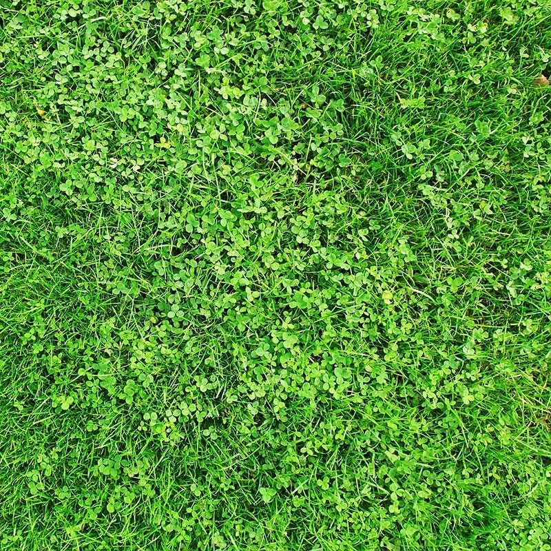 Xeriscape Clover Lawn Seed Mix 1 Xeriscape Clover Lawn Seed Mix