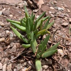 Yellow Flowered Ice Plant (Bergeranthus) -High Country Gardens Shop yellow flowered iceplant ground
