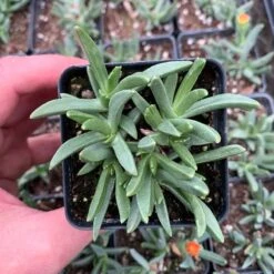 Yellow Flowered Ice Plant (Bergeranthus) -High Country Gardens Shop yellow flowered iceplant pot