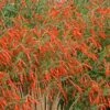 Sky Island Orange Hummingbird Trumpet (Zauschneria) -High Country Gardens Shop zauchneria canum v arizonica sky island orange 500