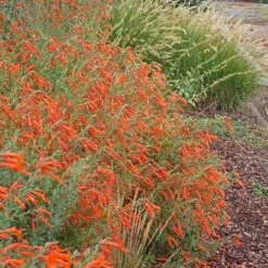 Sky Island Orange Hummingbird Trumpet (Zauschneria) -High Country Gardens Shop zauschneria arizonica sky island orange3
