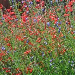 Sky Island Orange Hummingbird Trumpet (Zauschneria) -High Country Gardens Shop zauschneria arizonica sky island orange4