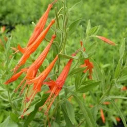 Sky Island Orange Hummingbird Trumpet (Zauschneria) -High Country Gardens Shop zauschneria sky island orange close up