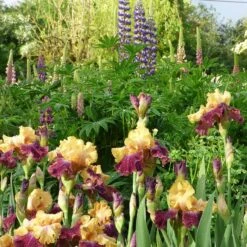 Ziggy Reblooming Bearded Iris 7 Ziggy Reblooming Bearded Iris -High Country Gardens Shop ziggy reblooming bearded meadow