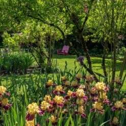 Ziggy Reblooming Bearded Iris 6 Ziggy Reblooming Bearded Iris -High Country Gardens Shop ziggy reblooming bearded yard chairs