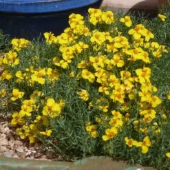 High Country Gardens Signature Collection 8 High Country Gardens Signature Collection -High Country Gardens Shop zinnia grandiflora gold blue flower garden